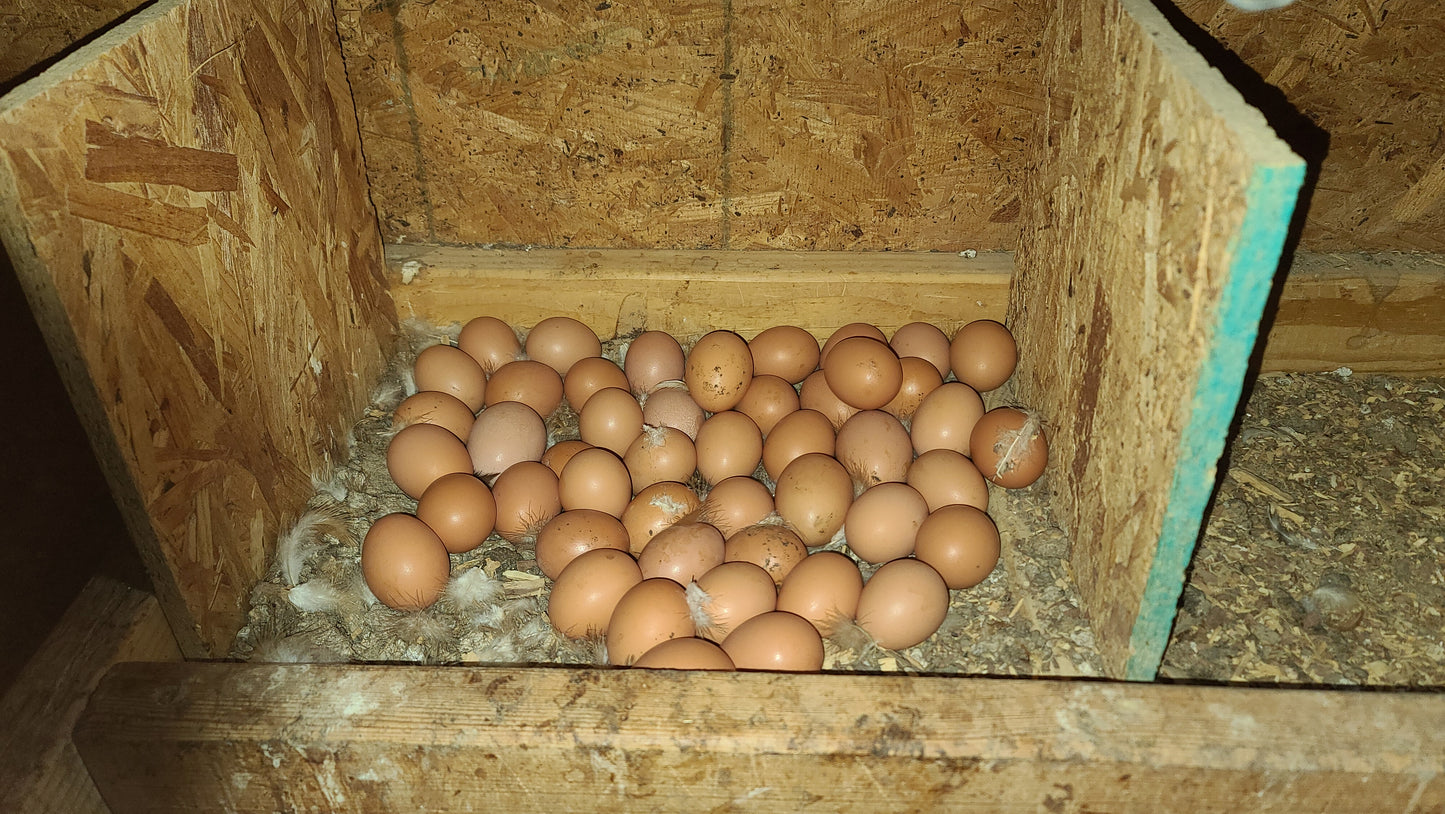 Brown Eggs, 1 dozen