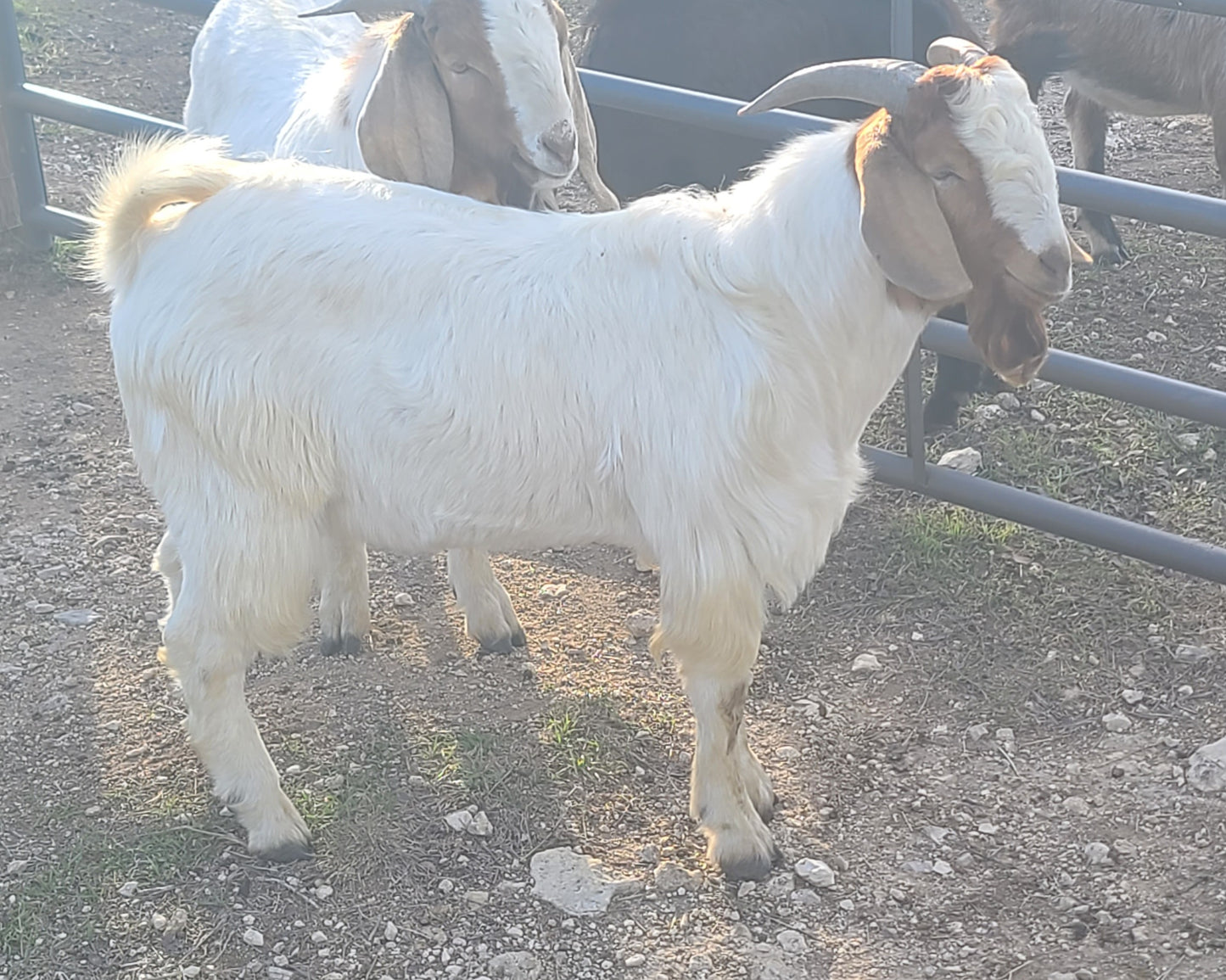 LIVE ~91# (41.3kg) MALE GOAT, with testicles (# 24002)