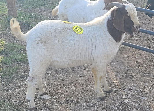 LIVE ~91# (41.3kg) MALE GOAT, with testicles (# 24003)