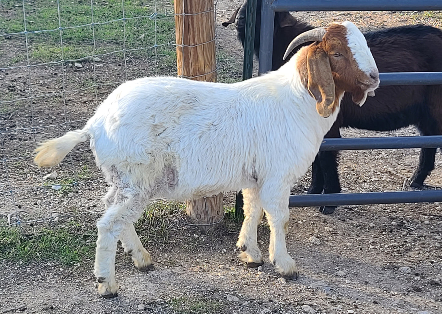 LIVE ~91# (41.3kg) MALE GOAT, with testicles (# 24001)