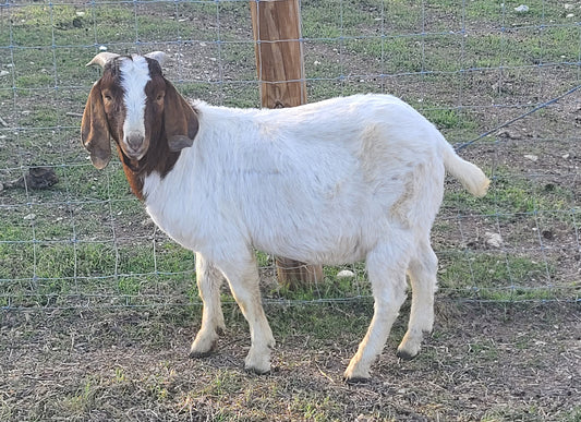 LIVE ~91# (41.3kg) MALE GOAT, with testicles (# 24005)