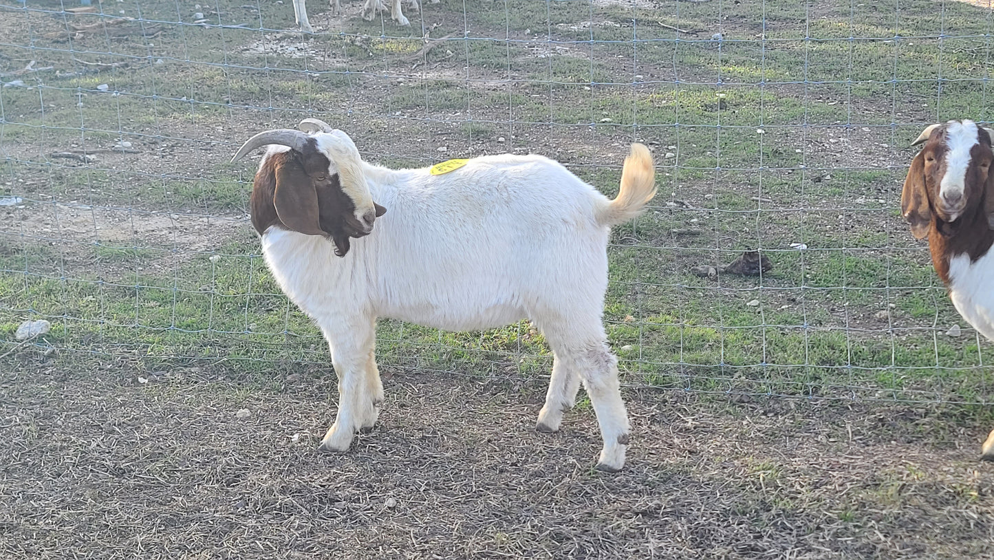 LIVE ~91# (41.3kg) MALE GOAT, with testicles (# 24003)