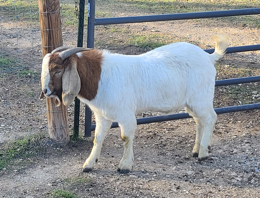 LIVE ~91# (41.3kg) MALE GOAT, with testicles (# 24004)