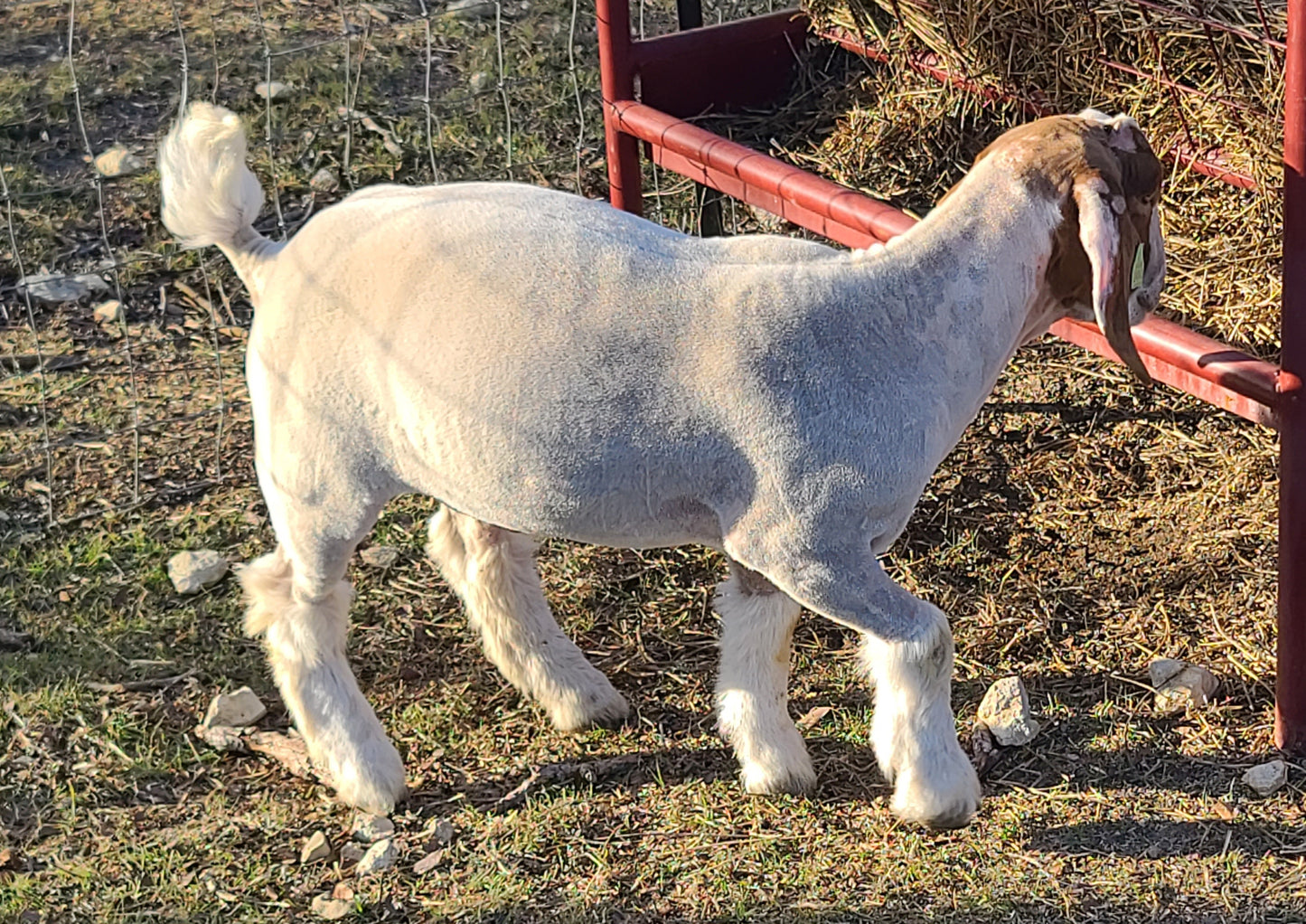 LIVE ~82# (37.2kg) MALE GOAT, without testicles (# 24042)